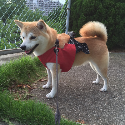 広島県の柴犬の女の子