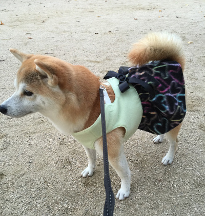 広島県の柴犬の女の子