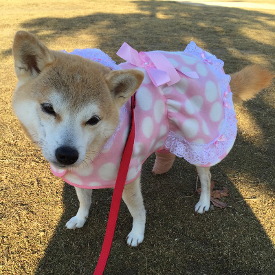 広島県の柴犬の女の子