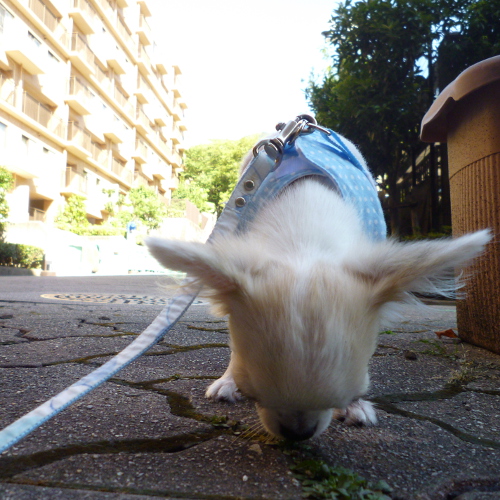 今朝の　りく（その１）