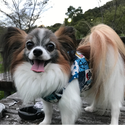 静岡県のパピヨンちゃん