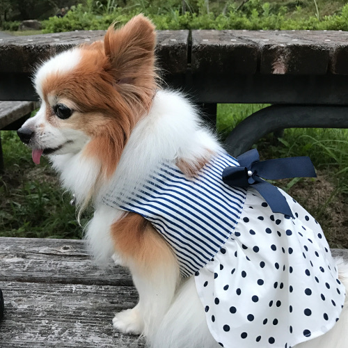 静岡県のパピヨンちゃん　続き