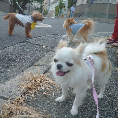 夕方遅くのお散歩