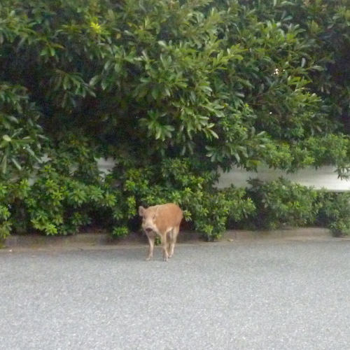 お散歩でバッタリ