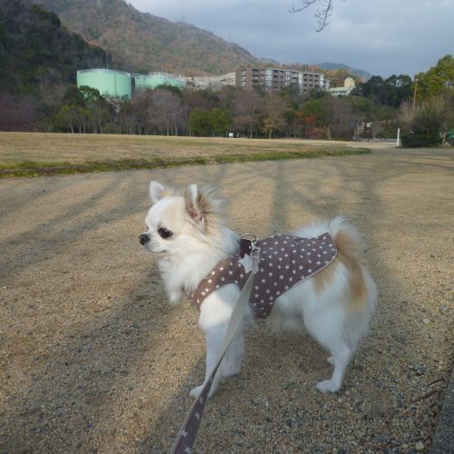 灘丸山公園　その２