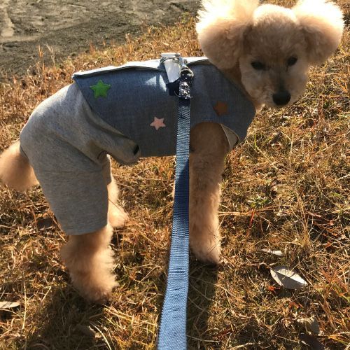 神奈川県のトイプードルの女の子