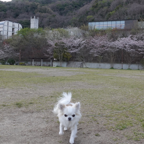 丸山公園　その３