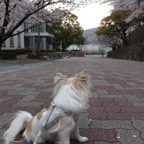 神戸大学です。