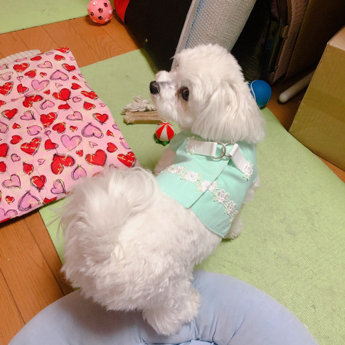 愛知県のマルチーズの男の子