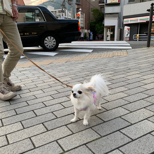 今日も、ロングコースのお散歩