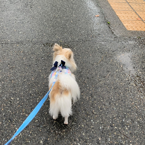 一日中、ほぼ雨