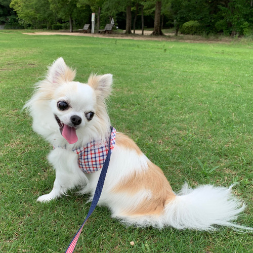 ちょっと足を伸ばして、丸山公園です。