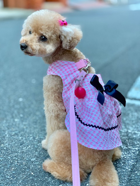 東京都のトイプードルの男の子