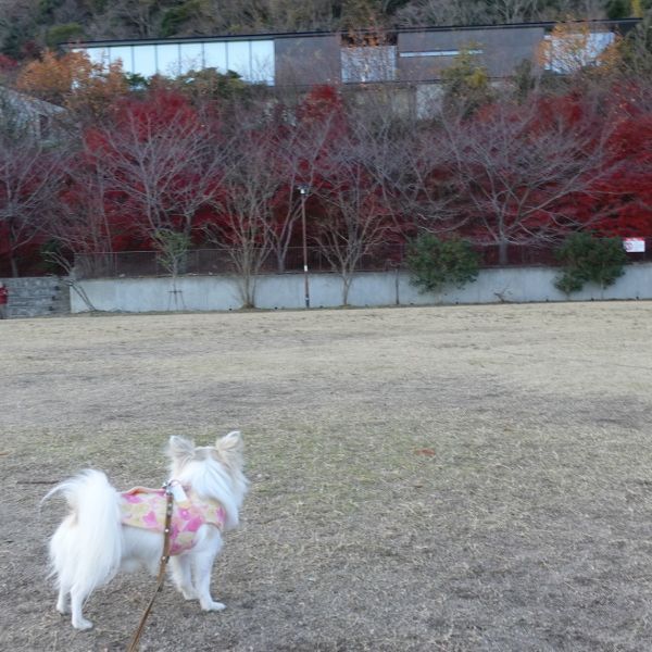 灘丸山公園