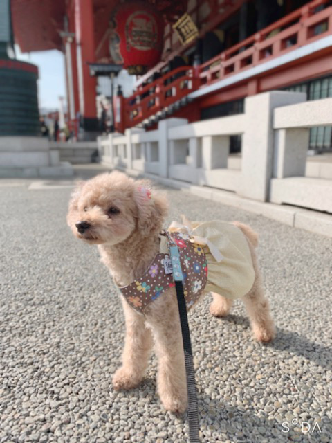 東京都のトイプードルの男の子