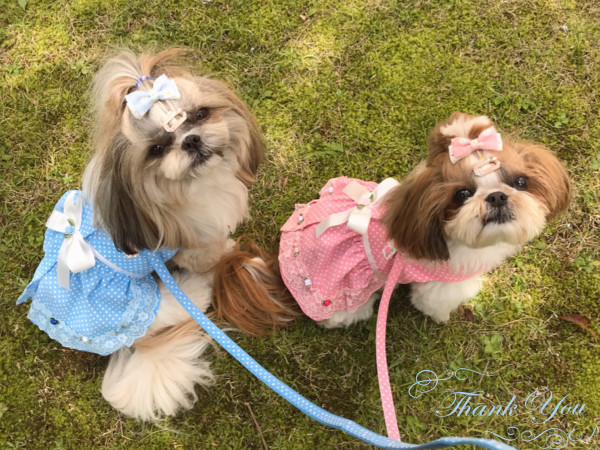 千葉県のシーズーの姉妹