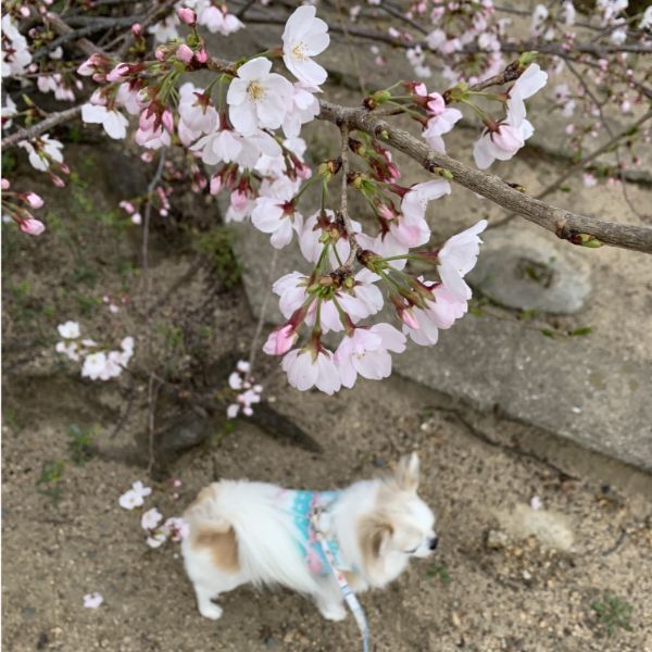 護国神社の桜