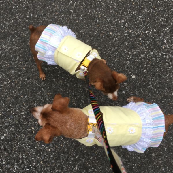 東京都のミニチュアピンシャーの姉妹