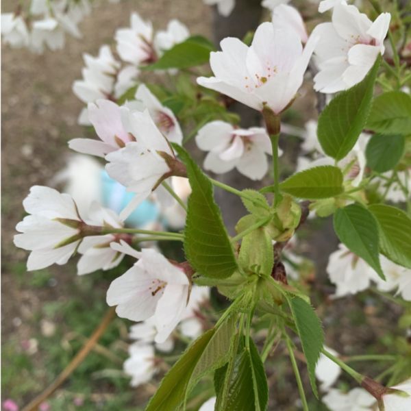 今年の桜