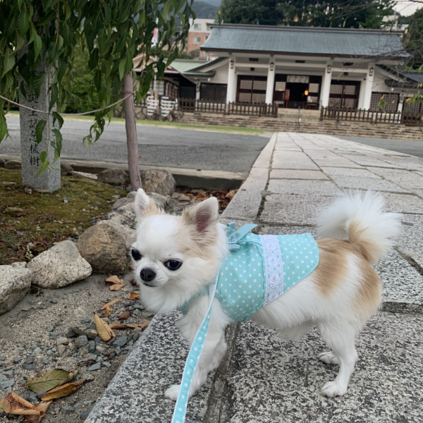 久しぶりの護国神社