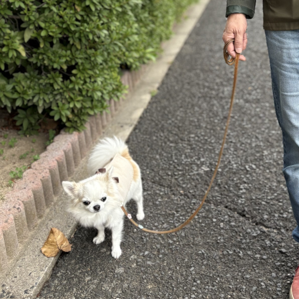 選挙に行ってきます♪