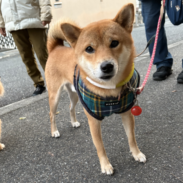 いつものお友達