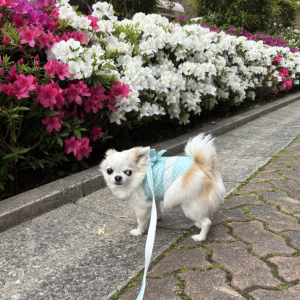 一斉に咲き始めたツツジ