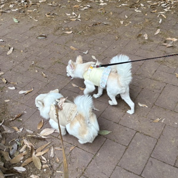 やって来たファーファ