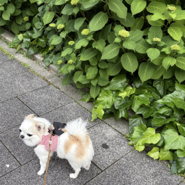 少し遠出のお散歩