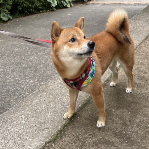 おとなしいリオちゃん