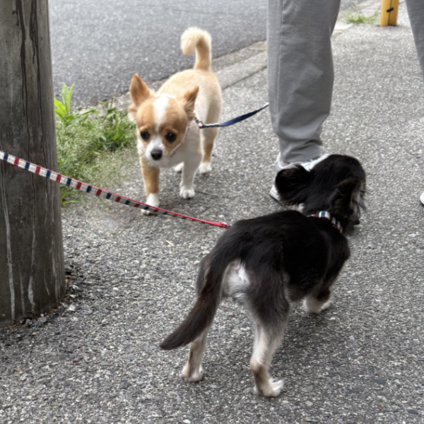 小さいチワワちゃんたち