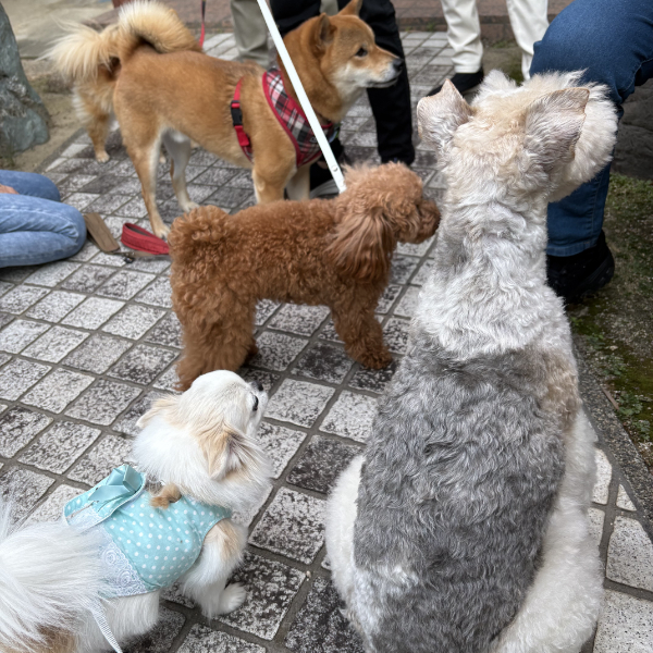 ワンちゃん仲間