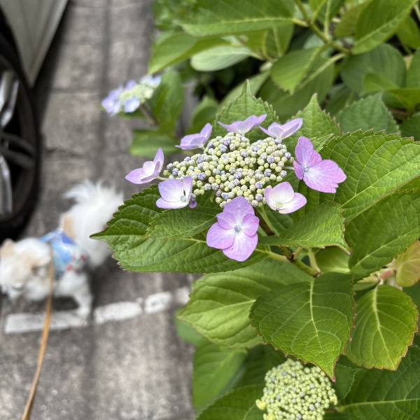 紫陽花の季節です