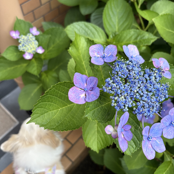 紫陽花