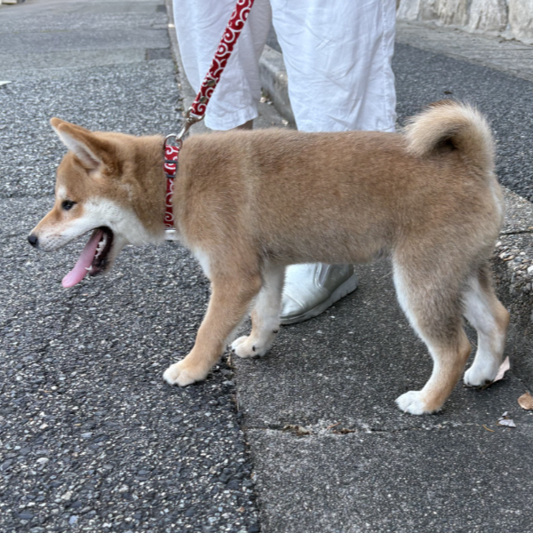 初めまして