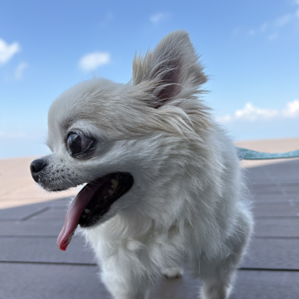 琵琶湖テラス