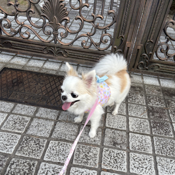 お友達に会いに行きましたが・・・