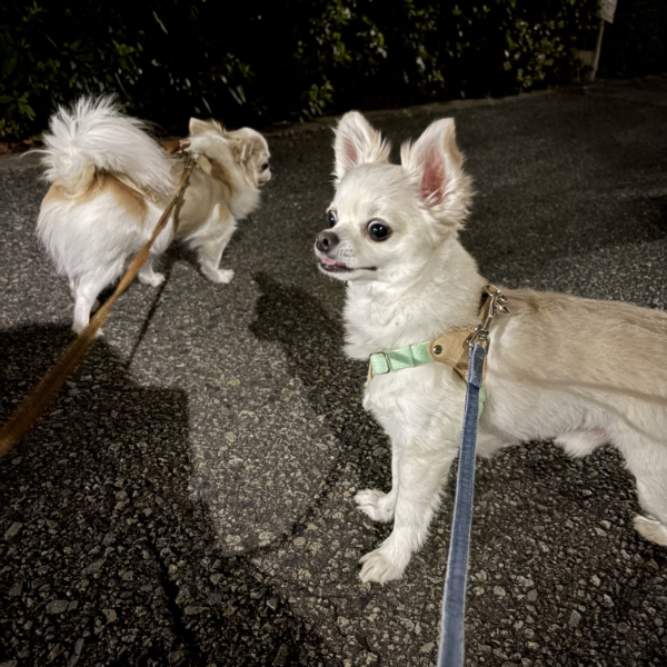 りくとファーファ