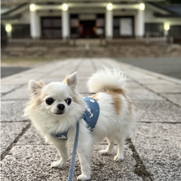 久しぶりの護国神社