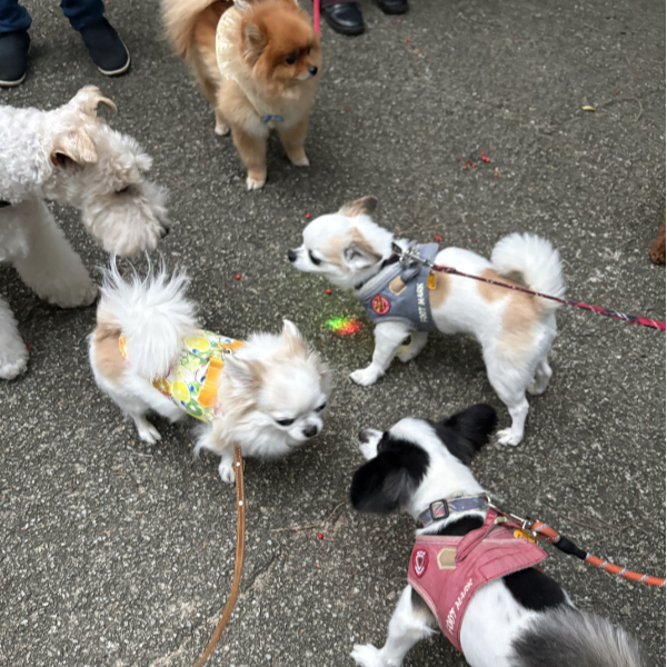 チワワちゃん兄妹