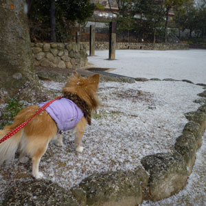 雪景色