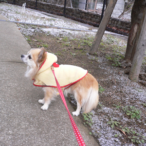 今朝は、うっすら雪景色