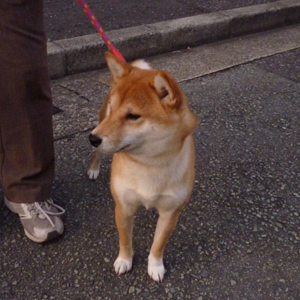 シバ犬の男の子、りゅう君