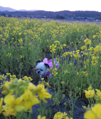 滋賀県の小さな女の子♪